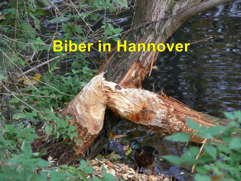A Biber in Hannover.jpg